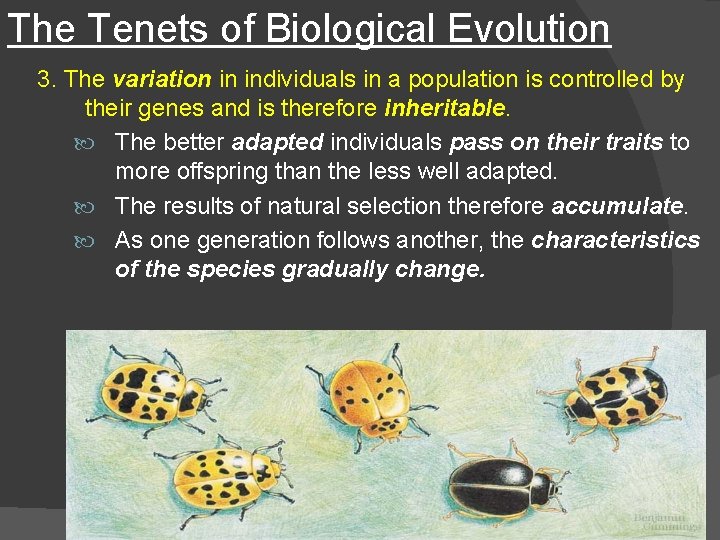 The Tenets of Biological Evolution 3. The variation in individuals in a population is