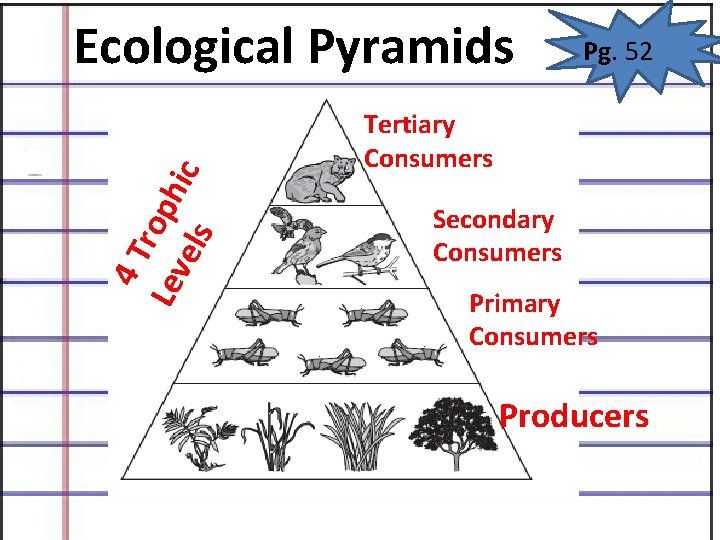 4 T r Lev oph els ic Ecological Pyramids Pg. 52 Tertiary Consumers Secondary 4 T r Lev oph els ic Ecological Pyramids Pg. 52 Tertiary Consumers Secondary