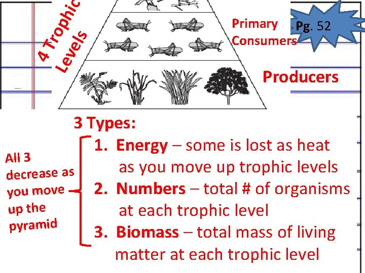 4 T Lev roph els ic Primary Pg. 52 Consumers Producers 3 Types: 1. 4 T Lev roph els ic Primary Pg. 52 Consumers Producers 3 Types: 1.