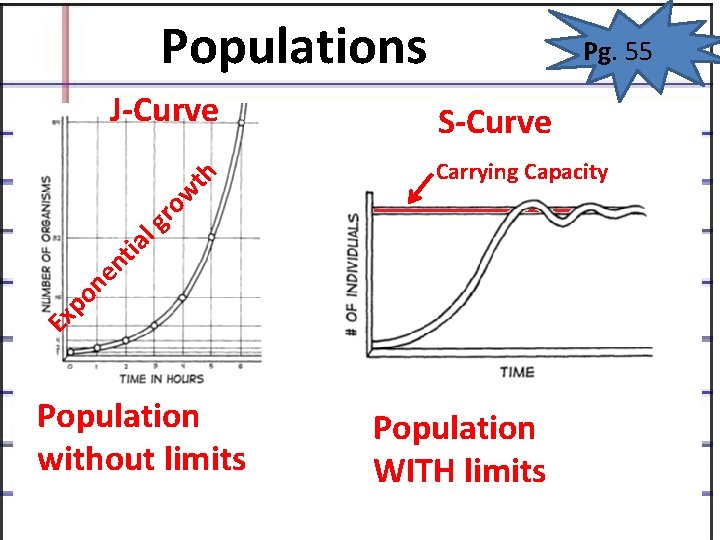 Populations S-Curve Carrying Capacity Ex po n en tia l gr ow th J-Curve Populations S-Curve Carrying Capacity Ex po n en tia l gr ow th J-Curve
