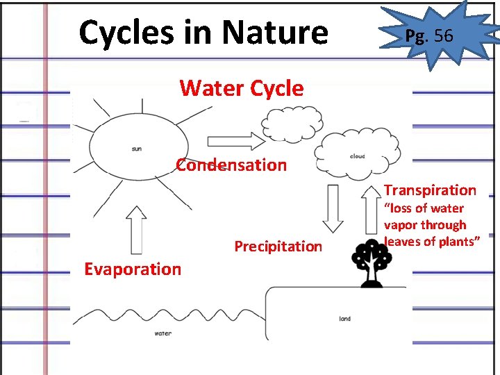Cycles in Nature Pg. 56 Water Cycle Condensation Transpiration Precipitation Evaporation “loss of water Cycles in Nature Pg. 56 Water Cycle Condensation Transpiration Precipitation Evaporation “loss of water