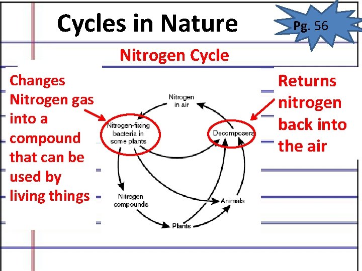 Cycles in Nature Pg. 56 Nitrogen Cycle Changes Nitrogen gas into a compound that Cycles in Nature Pg. 56 Nitrogen Cycle Changes Nitrogen gas into a compound that