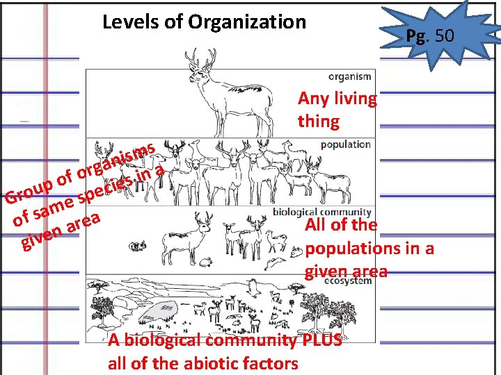 Levels of Organization Pg. 50 Any living thing s m s i n a Levels of Organization Pg. 50 Any living thing s m s i n a