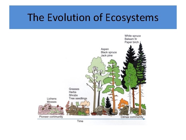 The Evolution of Ecosystems The Evolution of Ecosystems