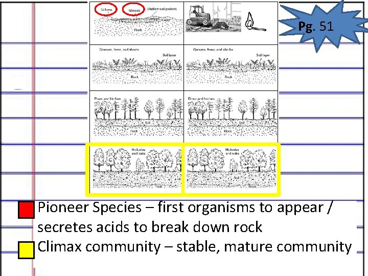 Pg. 51 Pioneer Species – first organisms to appear / secretes acids to break Pg. 51 Pioneer Species – first organisms to appear / secretes acids to break