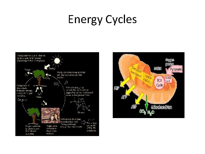 Energy Cycles Energy Cycles