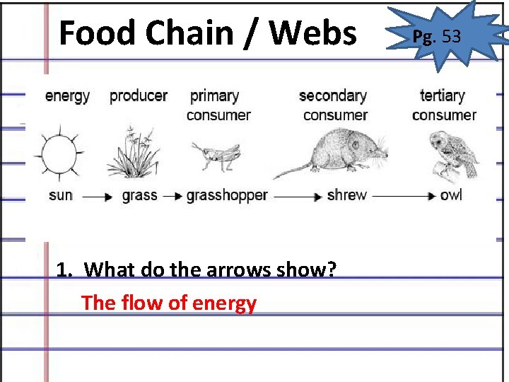 Food Chain / Webs 1. What do the arrows show? The flow of energy Food Chain / Webs 1. What do the arrows show? The flow of energy