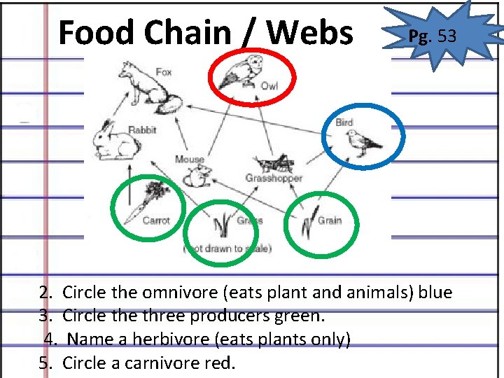 Food Chain / Webs Pg. 53 2. Circle the omnivore (eats plant and animals) Food Chain / Webs Pg. 53 2. Circle the omnivore (eats plant and animals)