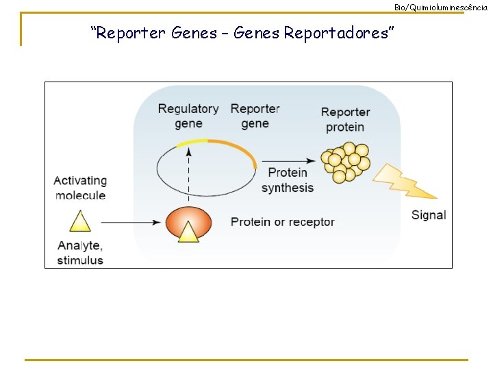 Bio/Quimioluminescência “Reporter Genes – Genes Reportadores” 