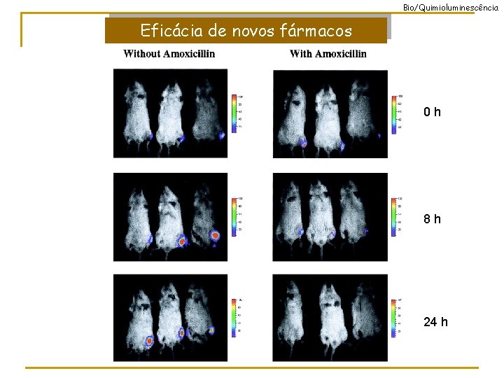 Bio/Quimioluminescência Eficácia de novos fármacos 0 h 8 h 24 h 