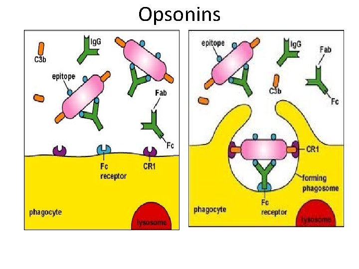 Opsonins 