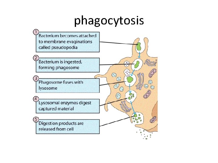 phagocytosis 