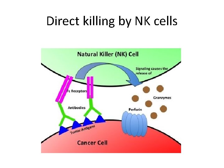 Direct killing by NK cells 