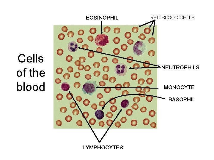 EOSINOPHIL Cells of the blood RED BLOOD CELLS NEUTROPHILS MONOCYTE BASOPHIL LYMPHOCYTES 
