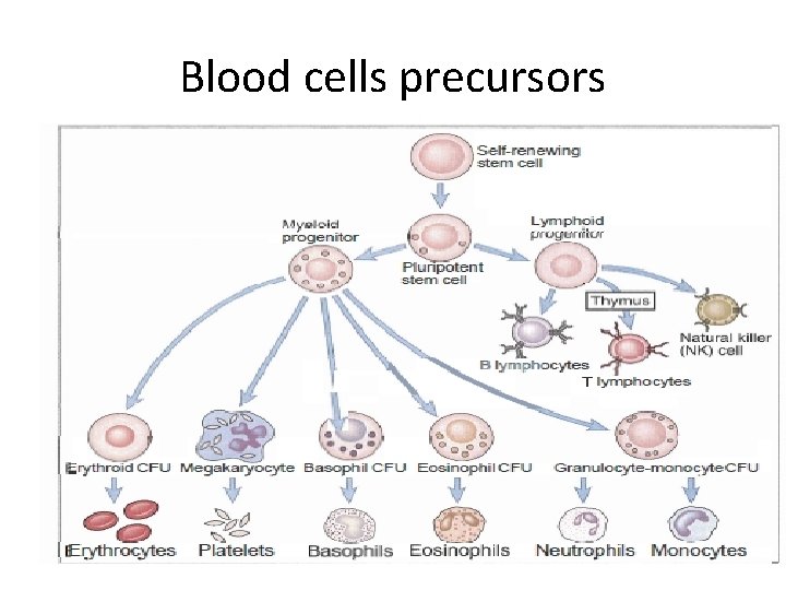 Blood cells precursors 
