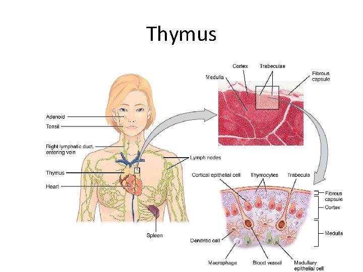 Thymus 