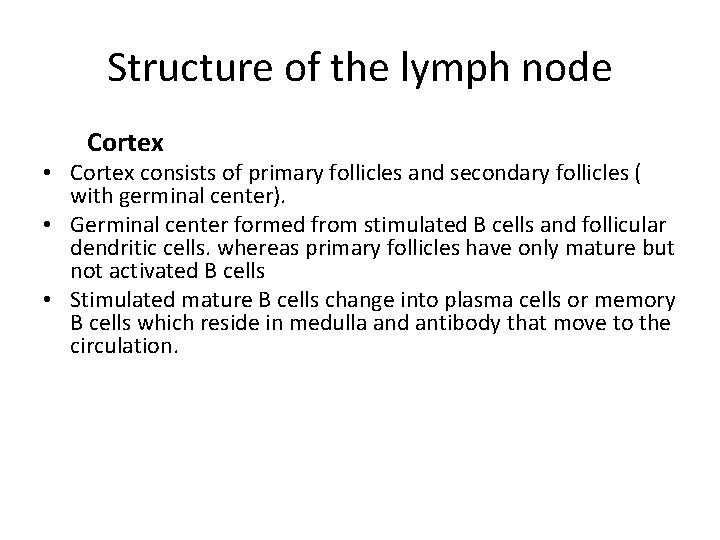 Structure of the lymph node Cortex • Cortex consists of primary follicles and secondary