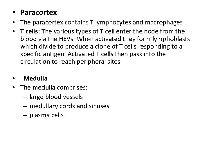  • Paracortex • The paracortex contains T lymphocytes and macrophages • T cells: