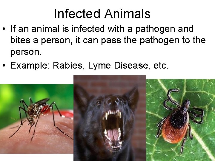 Infected Animals • If an animal is infected with a pathogen and bites a