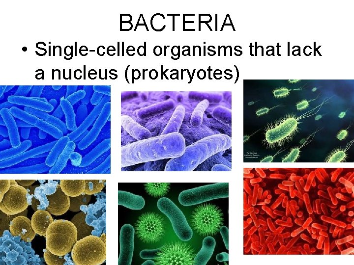 BACTERIA • Single-celled organisms that lack a nucleus (prokaryotes) 