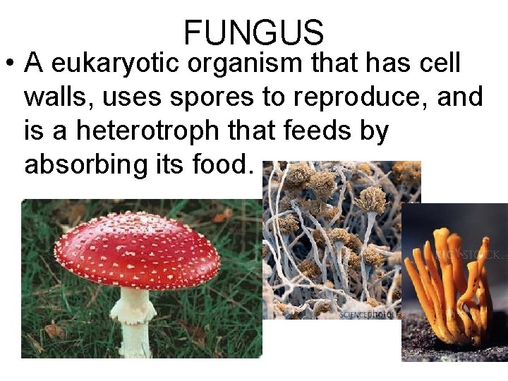 FUNGUS • A eukaryotic organism that has cell walls, uses spores to reproduce, and