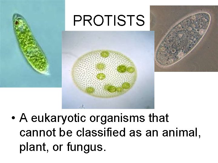 PROTISTS • A eukaryotic organisms that cannot be classified as an animal, plant, or
