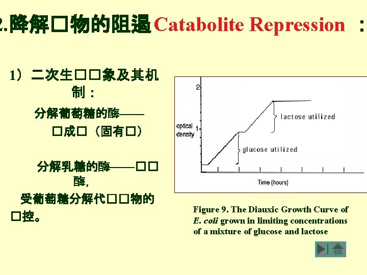 2. 降解�物的阻遏 Catabolite Repression ： 1）二次生��象及其机 制： 分解葡萄糖的酶—— �成�（固有�） 分解乳糖的酶——�� 酶， 受葡萄糖分解代��物的 �控。 Figure
