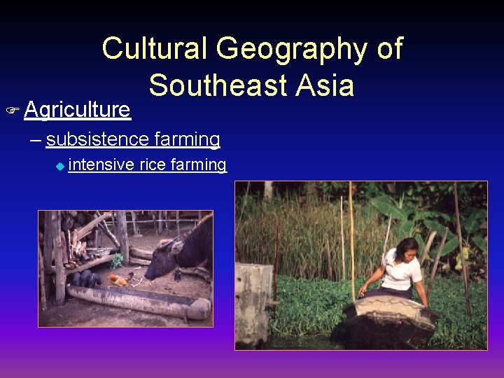 Cultural Geography of Southeast Asia F Agriculture – subsistence farming u intensive rice farming