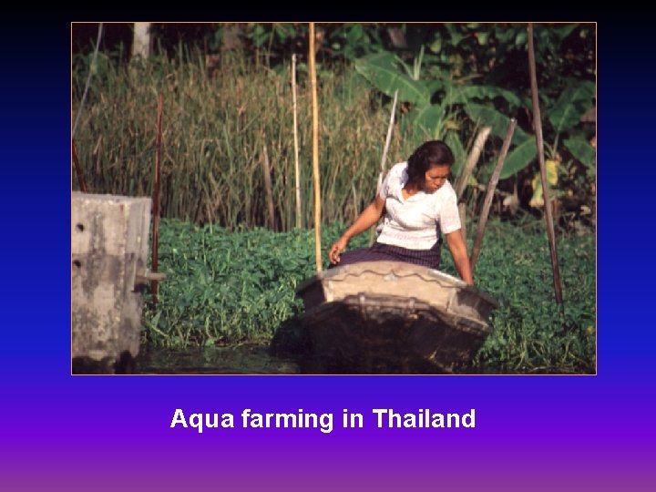 Aqua farming in Thailand 