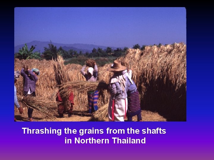 Thrashing the grains from the shafts in Northern Thailand 