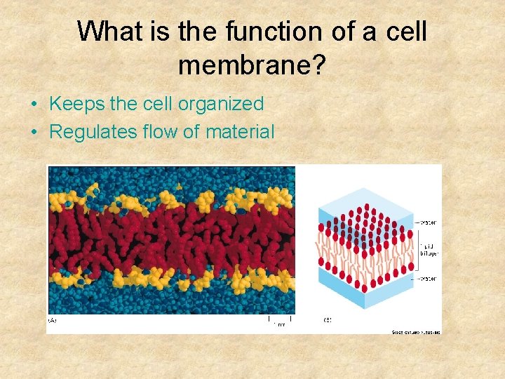 What is the function of a cell membrane? • Keeps the cell organized •