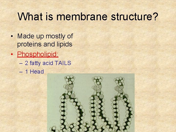 What is membrane structure? • Made up mostly of proteins and lipids • Phospholipid: