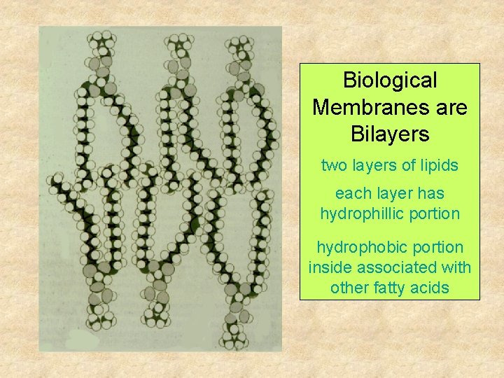 Biological Membranes are Bilayers two layers of lipids each layer has hydrophillic portion hydrophobic