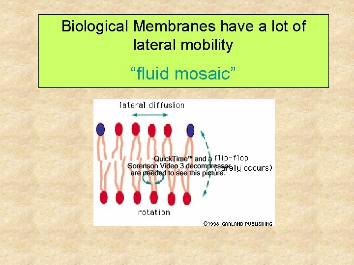 Biological Membranes have a lot of lateral mobility “fluid mosaic” 
