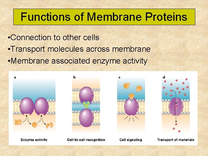 Functions of Membrane Proteins • Connection to other cells • Transport molecules across membrane