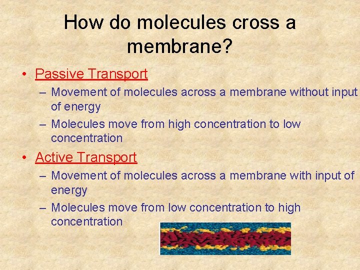 How do molecules cross a membrane? • Passive Transport – Movement of molecules across