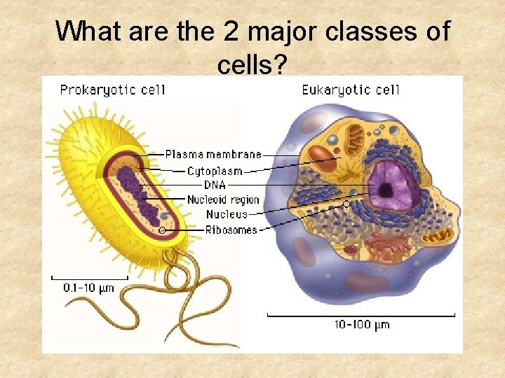 What are the 2 major classes of cells? 