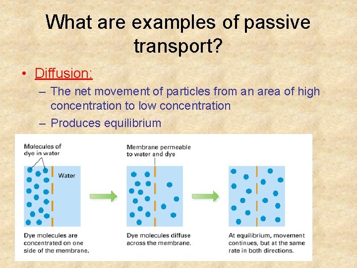 What are examples of passive transport? • Diffusion: – The net movement of particles
