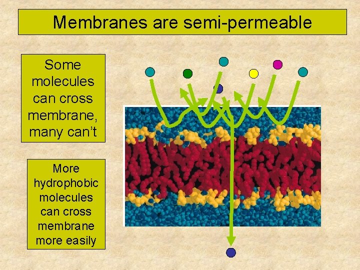 Membranes are semi-permeable Some molecules can cross membrane, many can’t More hydrophobic molecules can