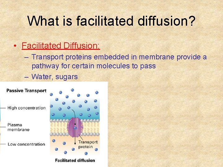 What is facilitated diffusion? • Facilitated Diffusion: – Transport proteins embedded in membrane provide