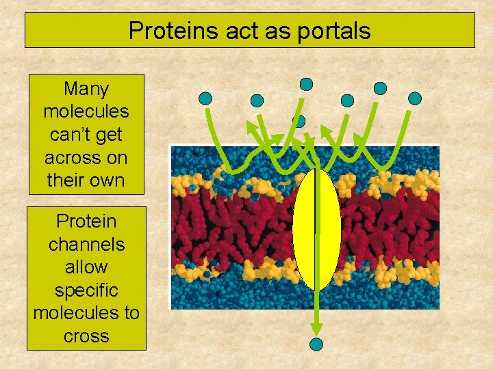 Proteins act as portals Many molecules can’t get across on their own Protein channels