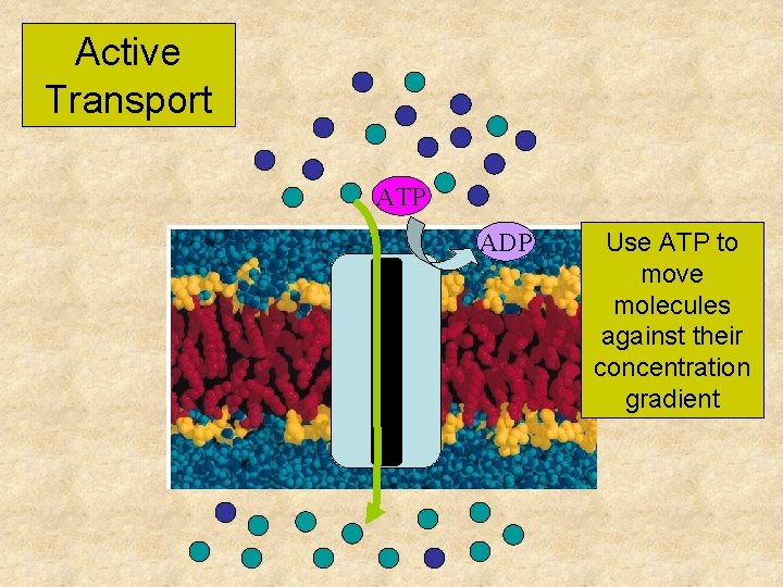 Active Transport ATP ADP Use ATP to move molecules against their concentration gradient 