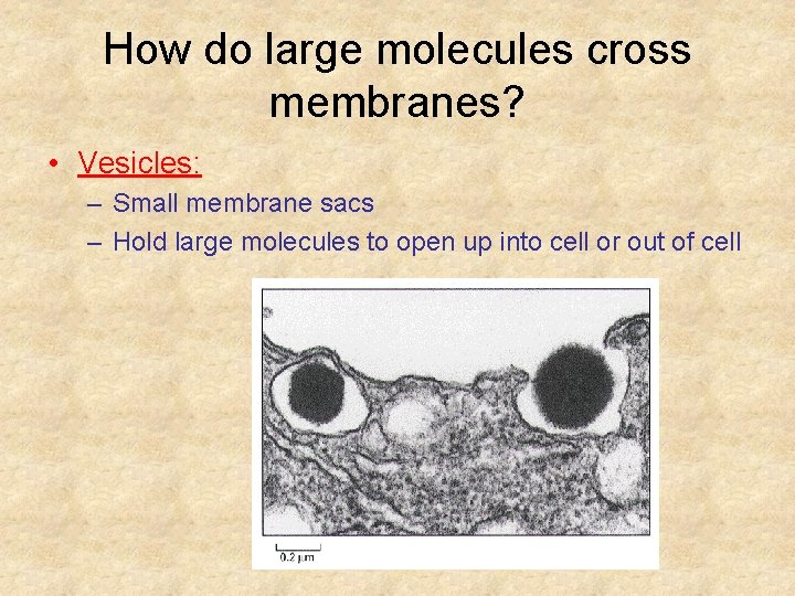How do large molecules cross membranes? • Vesicles: – Small membrane sacs – Hold