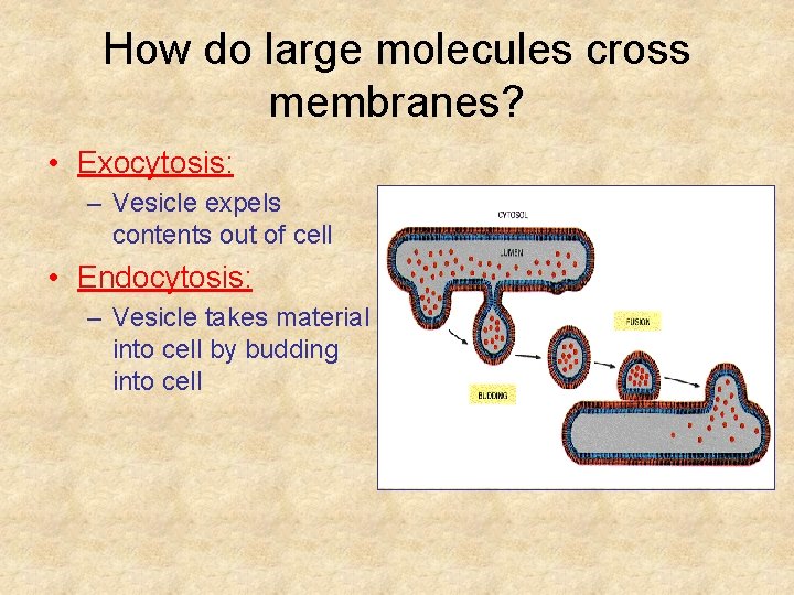 How do large molecules cross membranes? • Exocytosis: – Vesicle expels contents out of