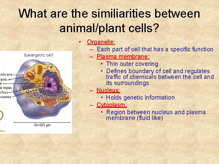 What are the similiarities between animal/plant cells? • Organelle: – Each part of cell