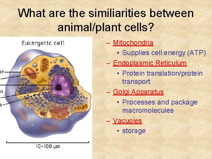 What are the similiarities between animal/plant cells? – Mitochondria • Supplies cell energy (ATP)