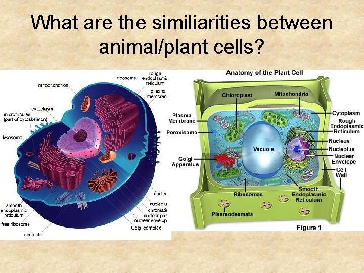 What are the similiarities between animal/plant cells? 