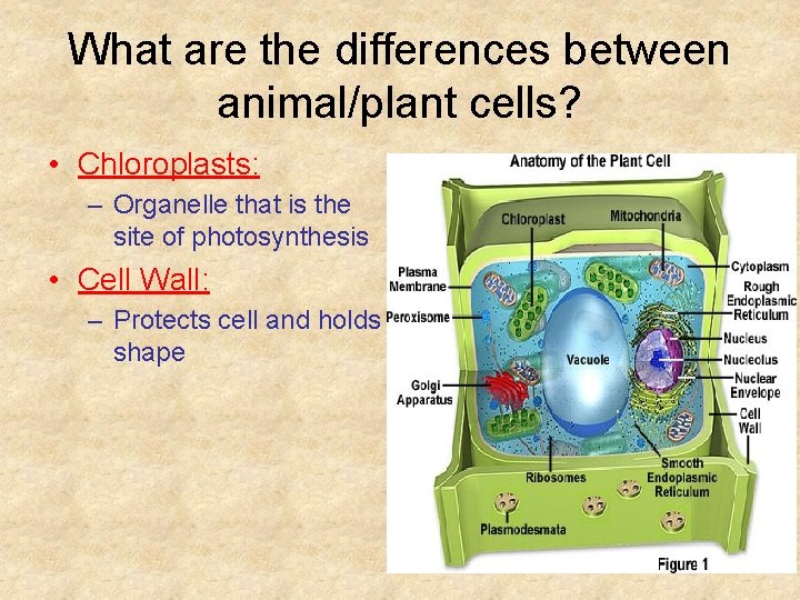 What are the differences between animal/plant cells? • Chloroplasts: – Organelle that is the