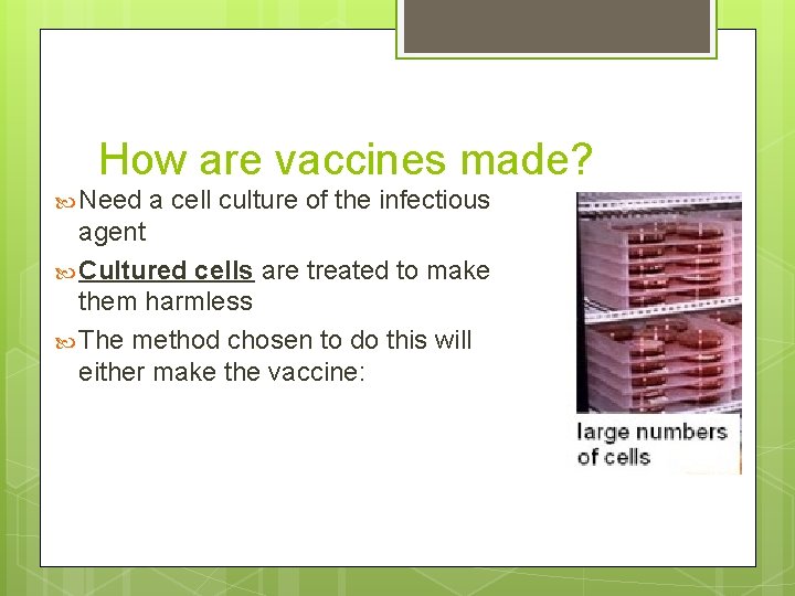 How are vaccines made? Need a cell culture of the infectious agent Cultured cells