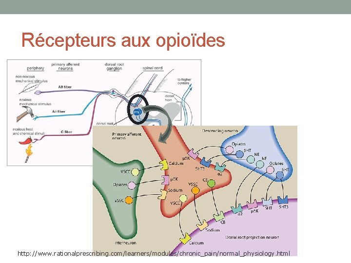 Récepteurs aux opioïdes http: //www. rationalprescribing. com/learners/modules/chronic_pain/normal_physiology. html 